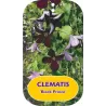 Mėlynžiedė raganė - Clematis viticella BLACK PRINCE