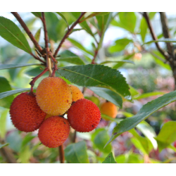 Žemuoginis arbutas - Arbutus unedo EAGLE BERRIE