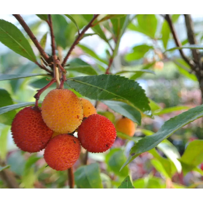 Arbutus unedo EAGLE BERRIE