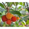 Arbutus unedo EAGLE BERRIE