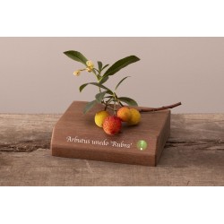 Žemuoginis arbutas - Arbutus unedo RUBRA