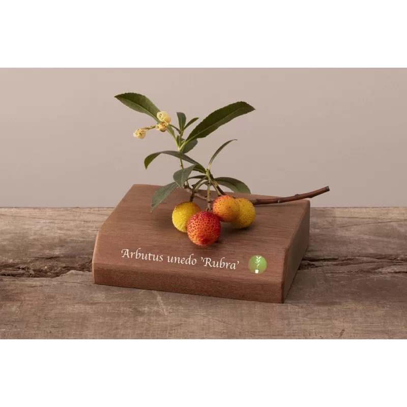 Arbutus unedo RUBRA