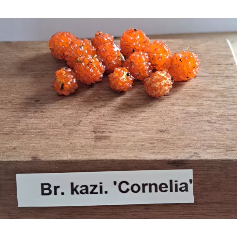 Japoninis kozo šilkmedis - Broussonetia kazinoki CORNELIA (savid.)