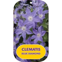 Plačiažiedė raganė - Clematis patens BLUE DIAMOND
