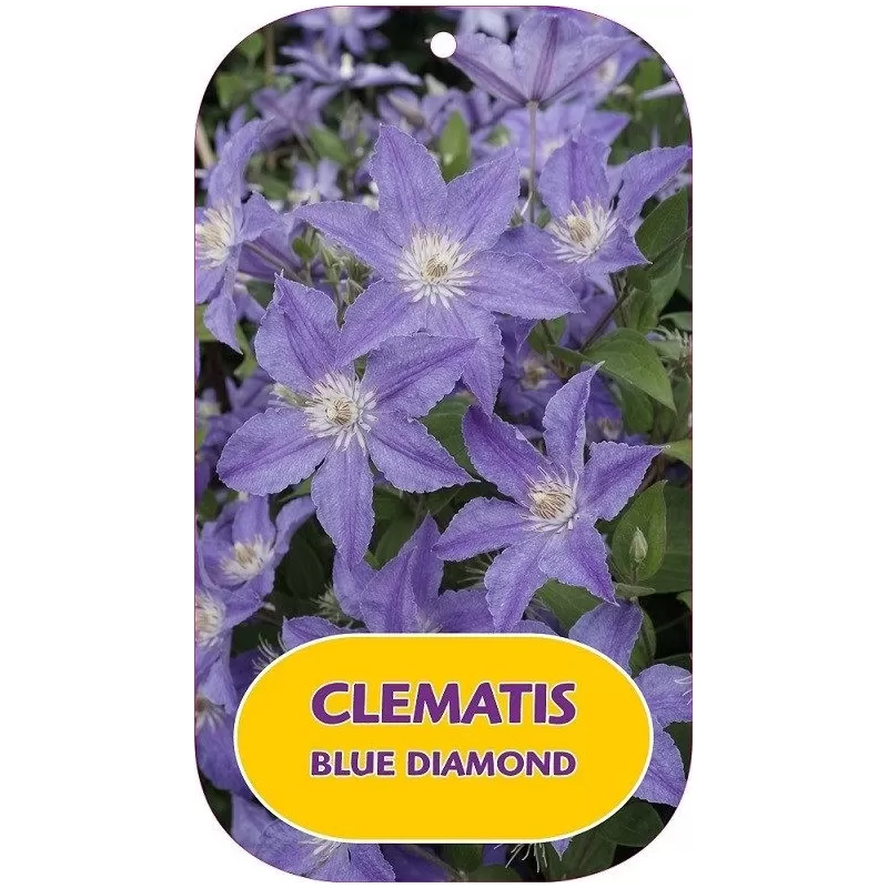 Raganių Multi Blue sodinukai su pristatymu į namus