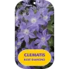 Plačiažiedė raganė - Clematis patens BLUE DIAMOND