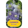 Plačiažiedė raganė - Clematis patens BLUE LIGHT