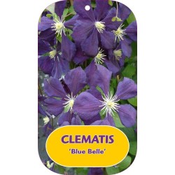 Mėlynžiedė raganė - Clematis viticella BLUE BELLE