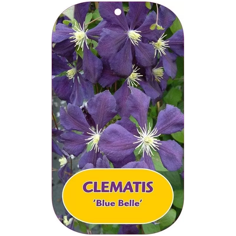 Clematis viticella BLUE BELLE