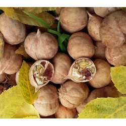 Riešutmedžiai internetu