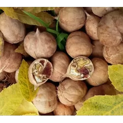 Karčioji karija - Carya cordiformis BUZZ