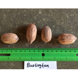 Karijų hibridas - Carya illinoinensis x ovata (hican2) BURLINGTON