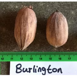 Karijų hibridas - Carya illinoinensis x ovata (hican2) BURLINGTON