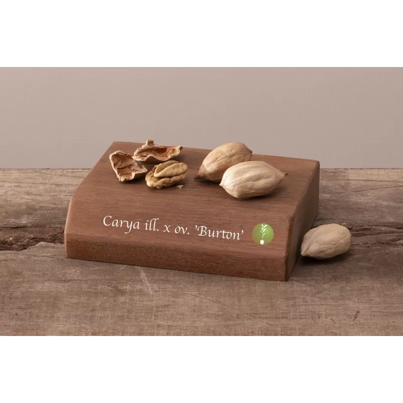 Karijų hibridas - Carya illinoinensis x ovata (hican2) BURTON