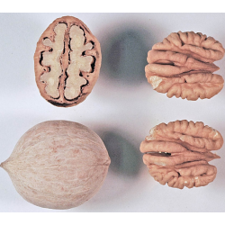 Karijų hibridas - Carya illinoinensis x ovata (hican2) FAIRBANKS