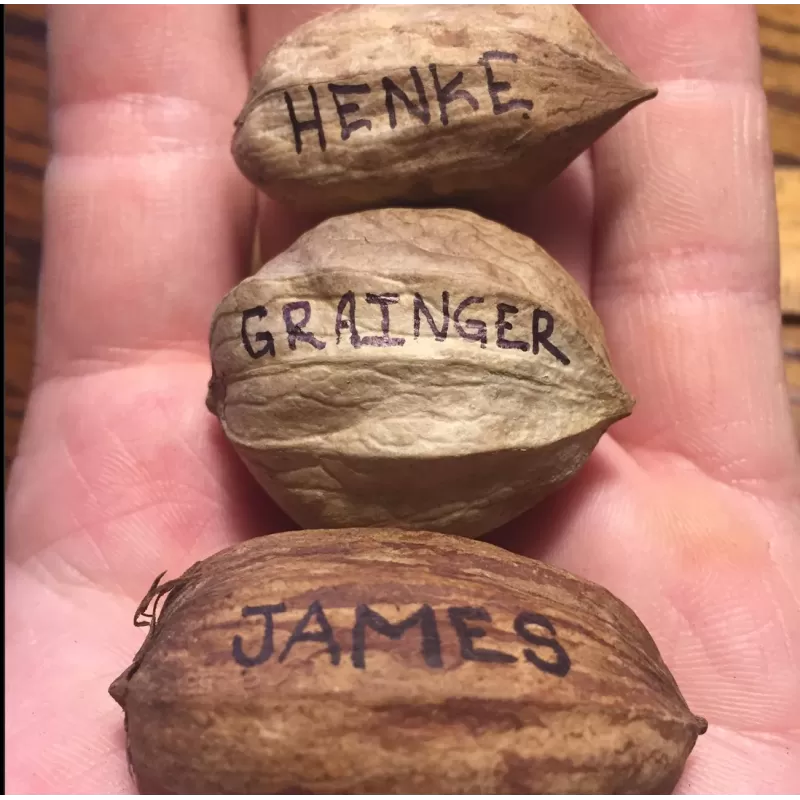 Riešutmedžiai internetu