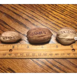 Karijų hibridas - Carya illinoinensis x ovata (hican2) HENKE