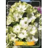 Šluotelinis flioksas - Phlox paniculata JADE