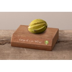 Riešutmedžiai internetu