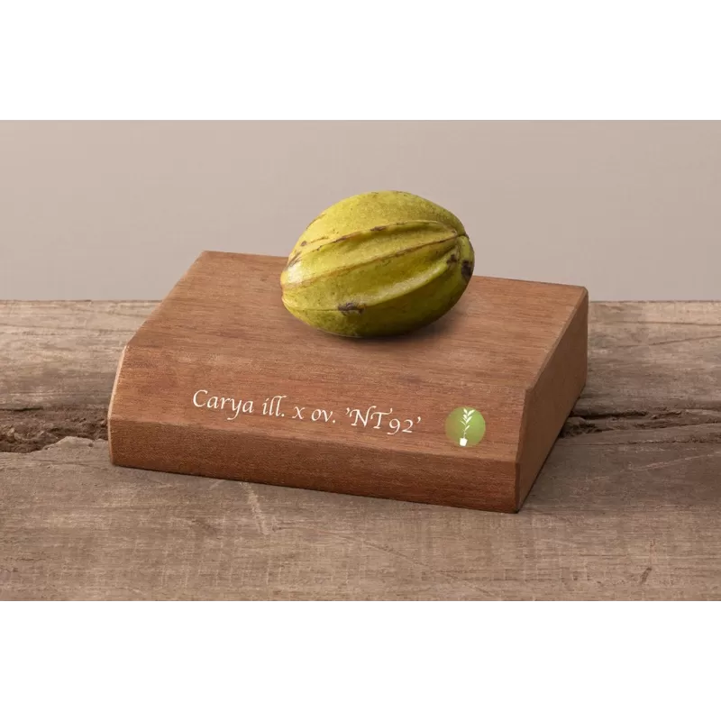 Karijų hibridas - Carya illinoinensis x ovata (hican2) NT 92