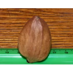 Karijų hibridas - Carya illinoinensis x ovata (hican2) NT 92