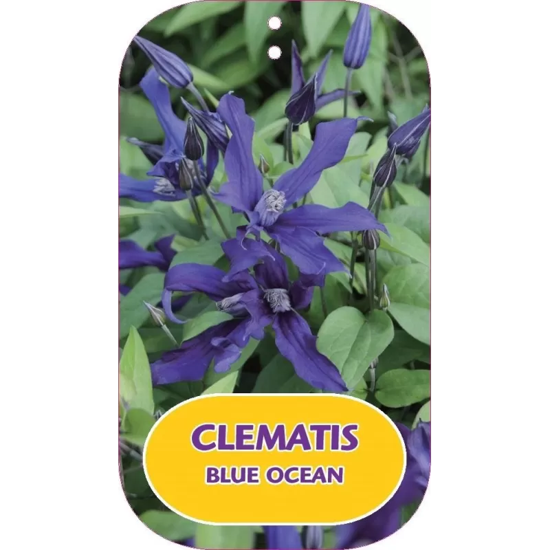 Sveikalapė raganė - Clematis herbaceous BLUE OCEAN