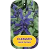 Sveikalapė raganė - Clematis herbaceous BLUE OCEAN