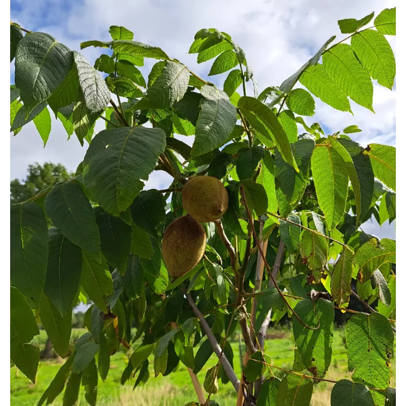 Karijų hibridas - Carya illinoinensis x ovata (hican2) VERNON