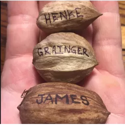 Riešutmedžiai internetu