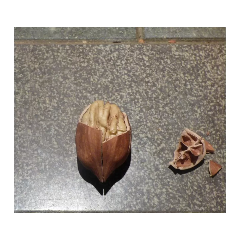 Karijų hibridas - Carya illinoinensis x ovata (hican3) MARQUARDT