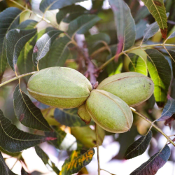 Riešutmedžiai internetu