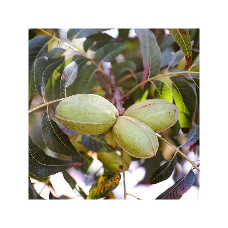 Riešutmedžiai internetu