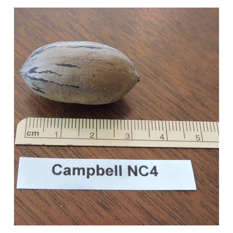 Pekano riešutmedis - Carya illinoinensis CAMPBELL NC4