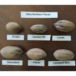 Pekano riešutmedis - Carya illinoinensis CARLSON 3