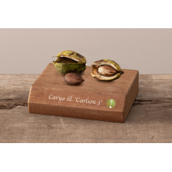 Pekano riešutmedis - Carya illinoinensis CARLSON 3