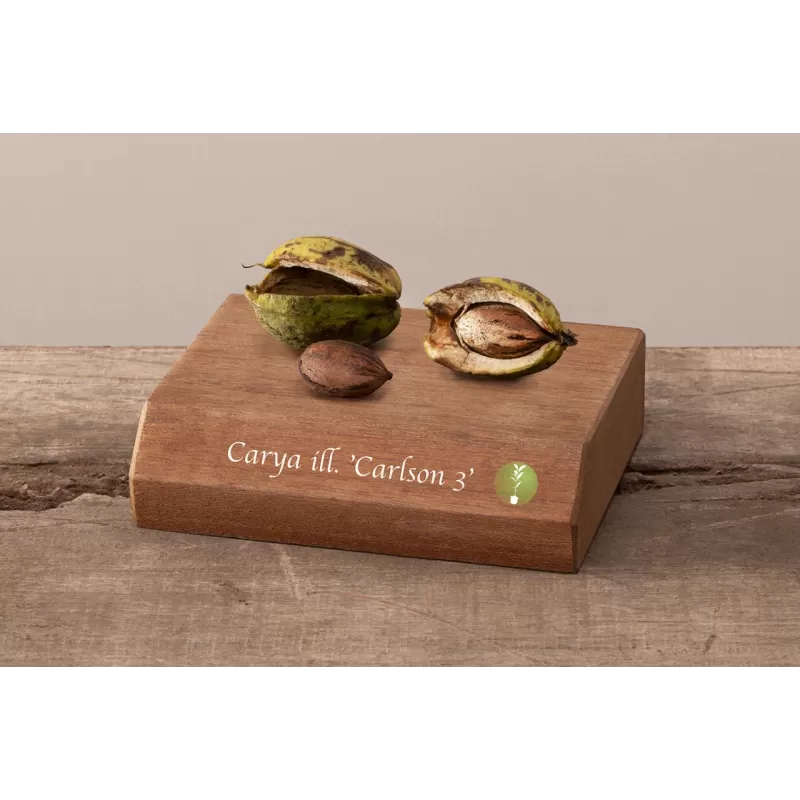 Pekano riešutmedis - Carya illinoinensis CARLSON 3