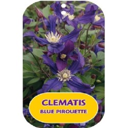 Clematis integrifolia BLUE PIROUETTE
