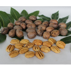 Pekano riešutmedis - Carya illinoinensis COLBY