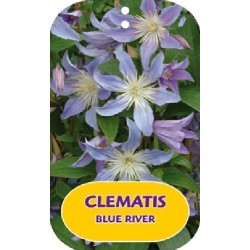 Clematis integrifolia BLUE RIVER