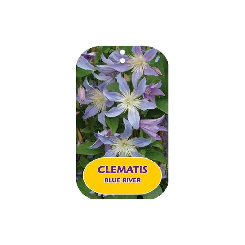 Sveikalapė raganė - Clematis integrifolia BLUE RIVER