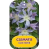Sveikalapė raganė - Clematis integrifolia BLUE RIVER