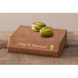 Pekano riešutmedis - Carya illinoinensis DJ