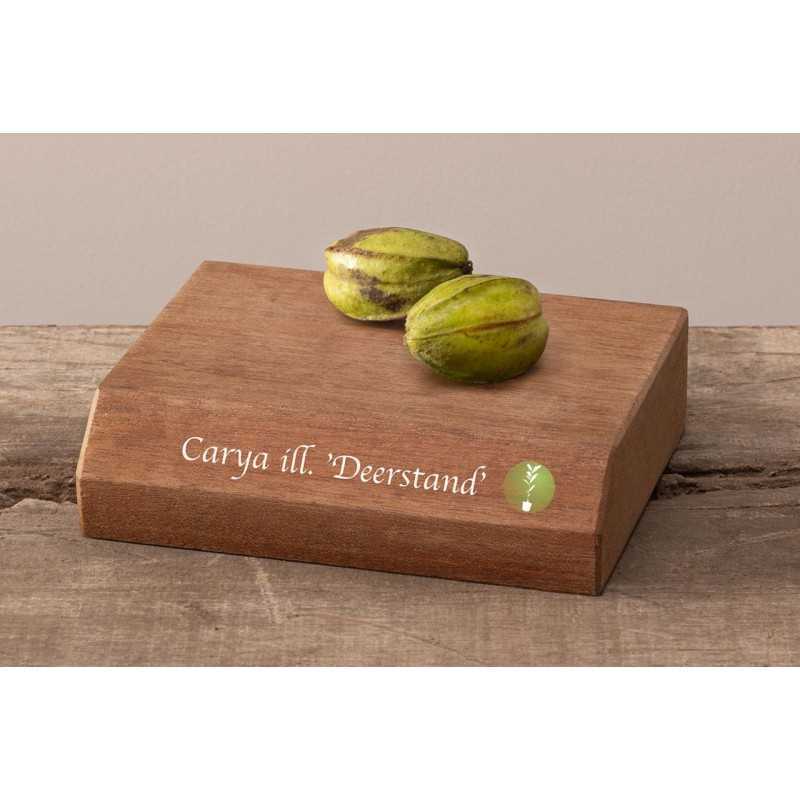 Riešutmedžiai internetu