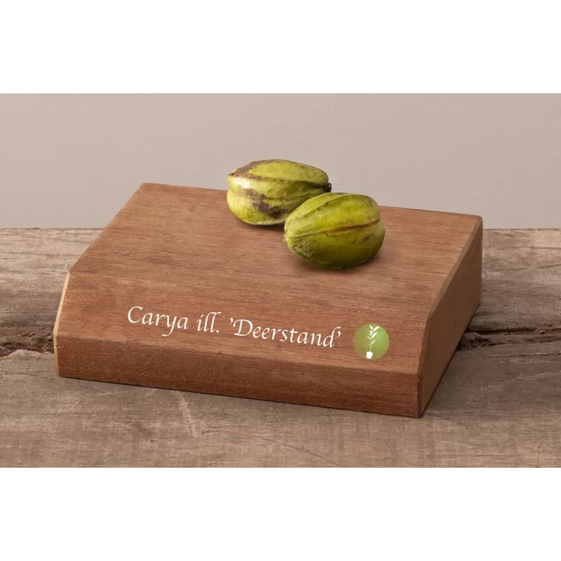 Pekano riešutmedis - Carya illinoinensis DJ