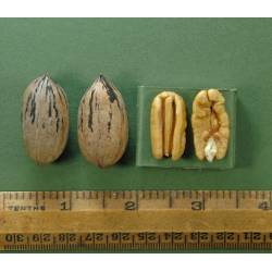 Pekano riešutmedis - Carya illinoinensis DOOLEY