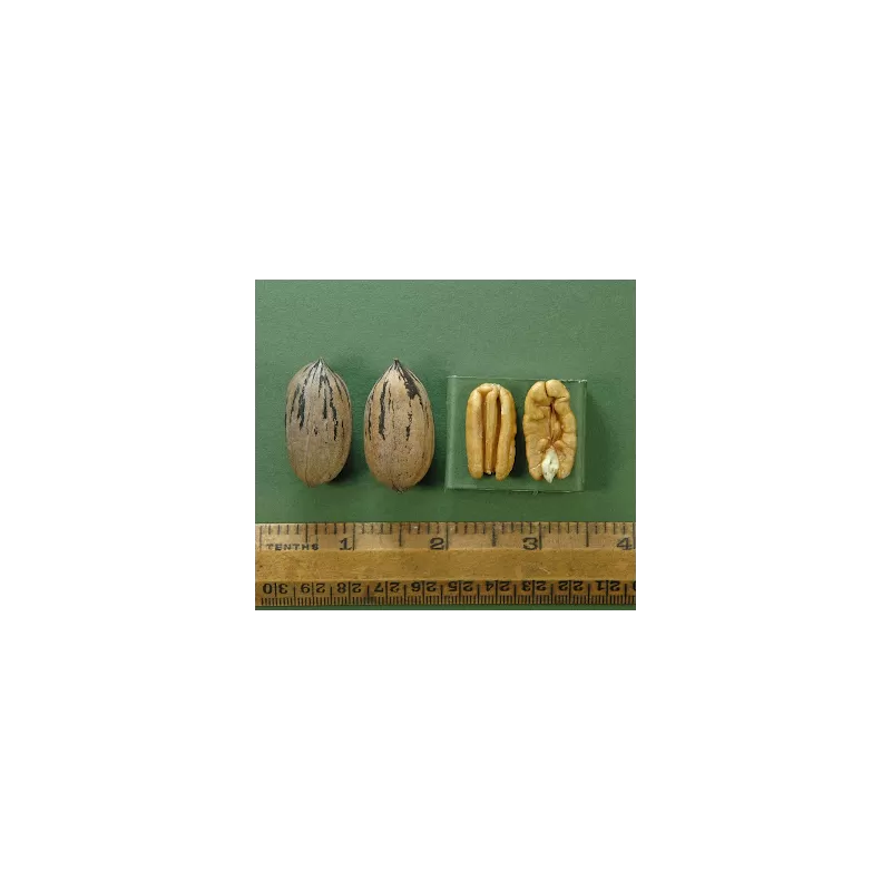 Pekano riešutmedis - Carya illinoinensis DOOLEY