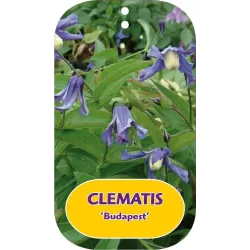 Clematis integrifolia BUDAPES