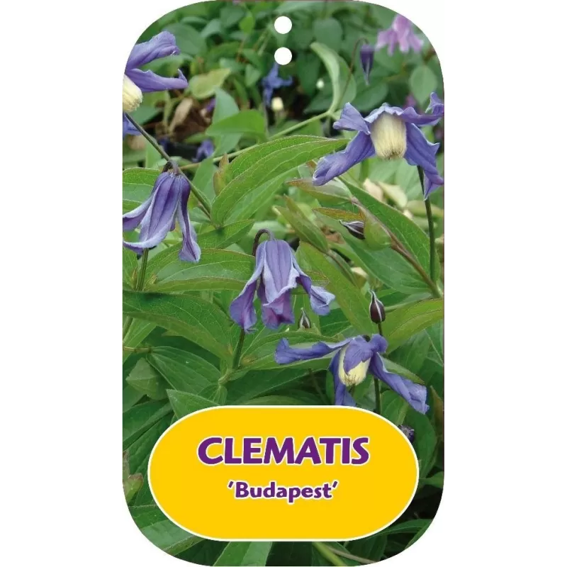 Sveikalapė raganė - Clematis integrifolia BUDAPES