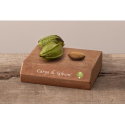 Pekano riešutmedis - Carya illinoinensis GIBSON