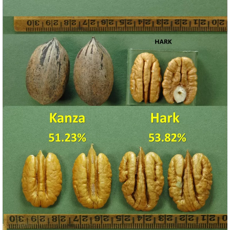 Pekano riešutmedis - Carya illinoinensis KANZA